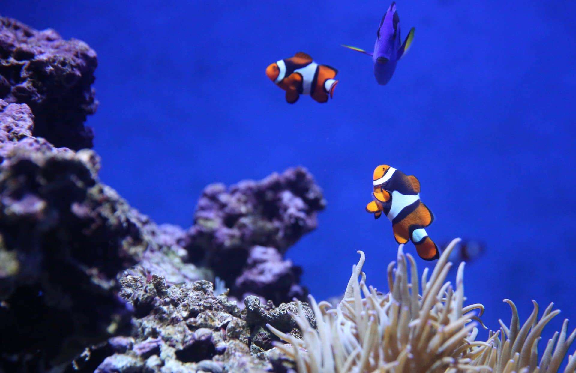 Underwater shot of a 2 gold fish and blue fish ans some corals 